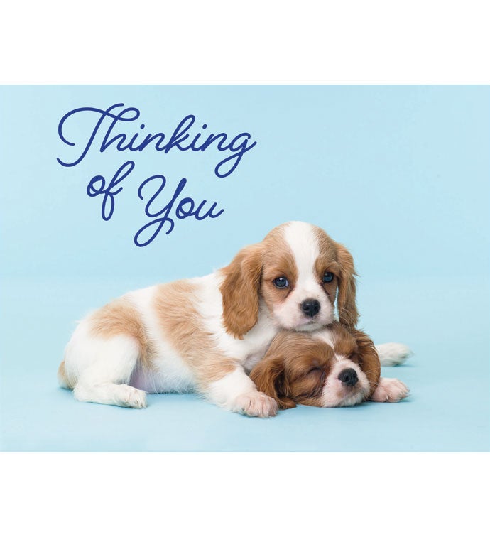Tins With Pop® 4 Gallon Thinking Of You Dog